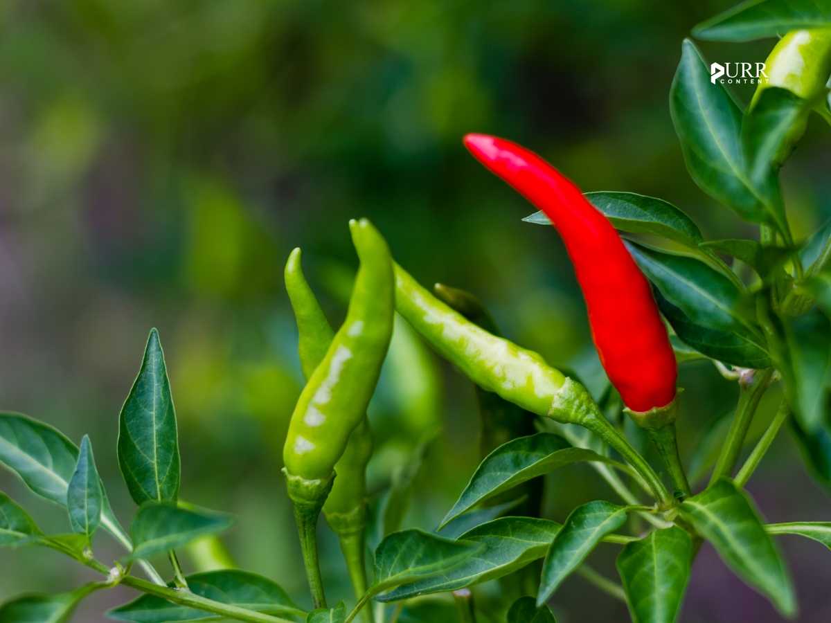 10 Best Pepper Companion Plants (and 5 to Avoid)